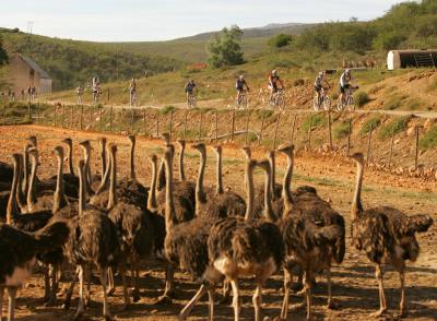 Cape Epic 2007